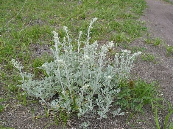 Wormwood cures spine disease